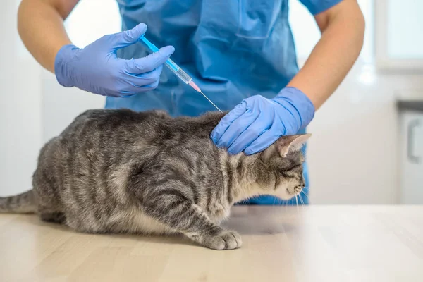 Kvinnlig veterinär läkare ger en injektion till en katt — Stockfoto