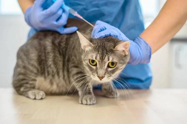 Kvinnlig veterinär läkare ger en injektion till en katt — Stockfoto