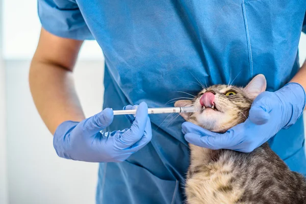 Kvinna veterinär läkare ger flytande medicin till en katt — Stockfoto