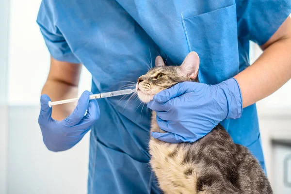 Vrouwelijke dierenarts arts is het geven van vloeibare medicatie aan een kat Rechtenvrije Stockfoto's