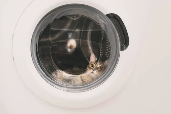 Grijze kat rustend in een wasmachine — Stockfoto