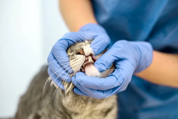 Ветеринарный врач осматривает зубы кошки — стоковое фото