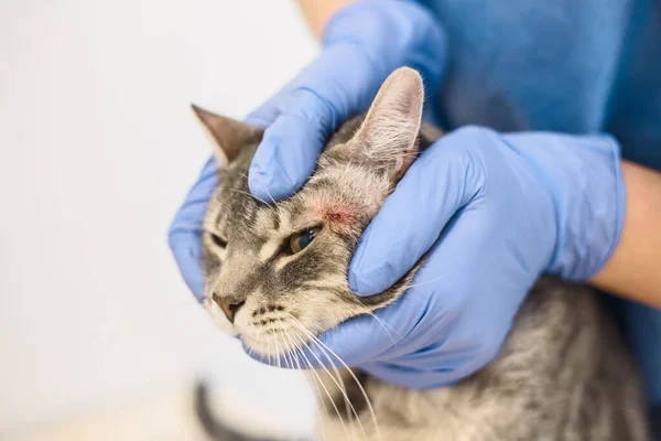 Tierarzt untersucht Hauterkrankung einer Katze Stockbild