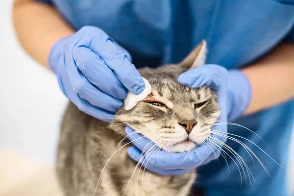 Veterinärläkaren desinficerar huden på en katt. Royaltyfria Stockfoton