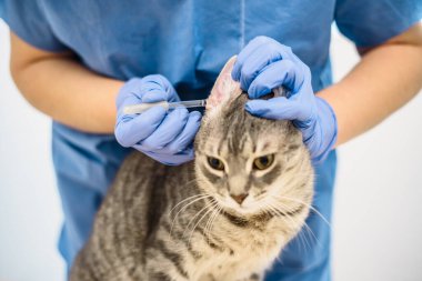 Veterinarian doctor uses ear drops to treat a cat