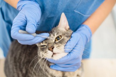 Veterinarian doctor uses eye drops to treat a cat