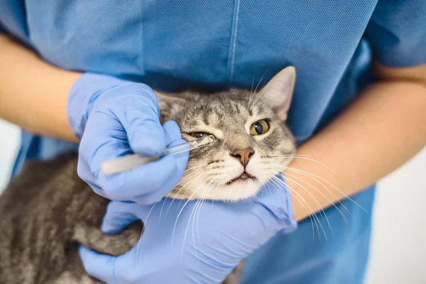 Veterinarian doctor uses eye drops to treat a cat 스톡 사진