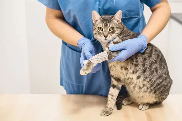Veterinär läkare bandage skadade benet på en katt — Stockfoto