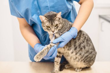 Gri bir kedinin yaralı bacağını inceleyen bir veteriner doktor.