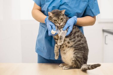 Veteriner doktor yaralı bir kedinin bacağını bandajlıyor.