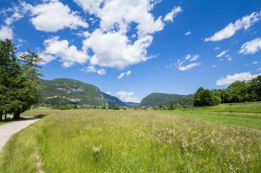 Yaz çiçekleri, Triglav ulusal parkında, Stara Fuzina 'da, Bohinj Gölü' nün kıyısında, Slovenya 'daki Julian Alpleri ormanının ortasındaki bir düzlükte çiçek açıyor.