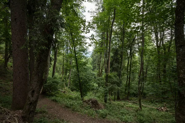 Dirthpath Στη Μέση Των Φυλλοβόλων Δέντρων Ένα Τυπικό Αλπικό Δάσος — Φωτογραφία Αρχείου