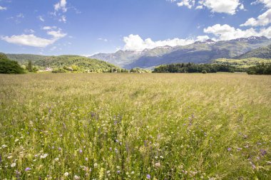 Yaz çiçekleri, Slovenya 'daki Julian Alpleri' nde, Bohinj 'de, Steara Fuzina' daki Triglav Ulusal Parkı 'nın ortasındaki bir açıklık arazide çiçek açıyor.
