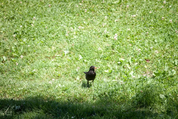 Concentrez Vous Sur Merle Commun Debout Sur Herbe Mangeant Ver — Photo