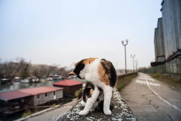 Selective Blur Stray Tricolor Calico Cat Licking Herself Cleaning Grooming Stock Image