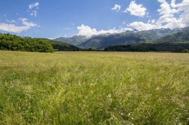 Yaz çiçekleri, Slovenya 'daki Julian Alpleri' nde, Bohinj 'de, Steara Fuzina' daki Triglav Ulusal Parkı 'nın ortasındaki bir açıklık arazide çiçek açıyor.