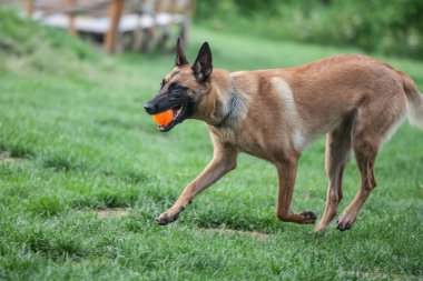 Malinois Belçika 'nın köpeği parkta koşuyor ve top yakalamak için oynuyor. Köpek eğitimi için geleneksel bir köpek oyunudur..