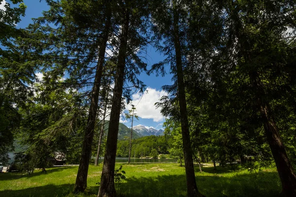夏天的一个阳光明媚的下午 特里格拉夫 马里德拉斯基 托斯奇和斯克拉蒂卡在斯洛文尼亚的朱利安阿尔卑斯山的高山松林前登顶 Triglav Vrh是斯洛文尼亚的最高峰和最高峰 — 图库照片