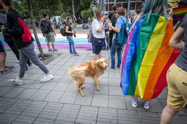 Belgrad Serbien September 2017 Selektive Unschärfe Auf Einem Hund Der — Stockfoto