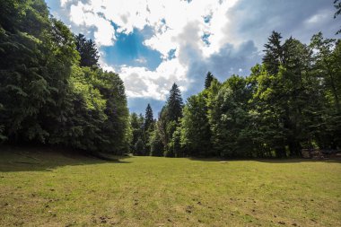 mountain glade, a clearing field in the middleof an alpine forest of triglav national park in Bled in the julian alps in Slovenia, in summer