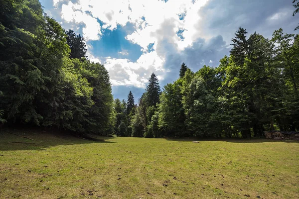 Mountain Glade Clearing Field Middleof Alpine Forest Triglav National Park — Fotografia de Stock