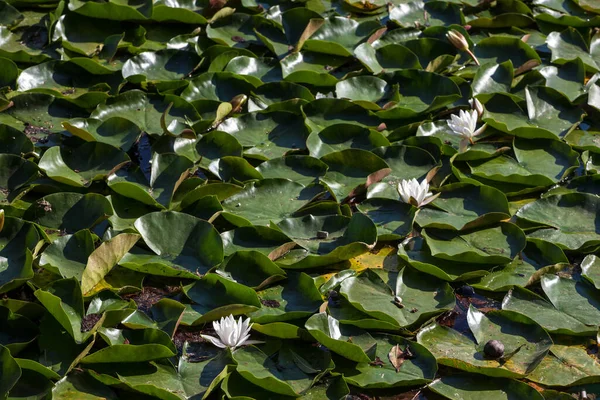 Selektive Unschärfen Auf Seerosen Oder Weißen Nenuphars Auf Einem Teich — Stockfoto