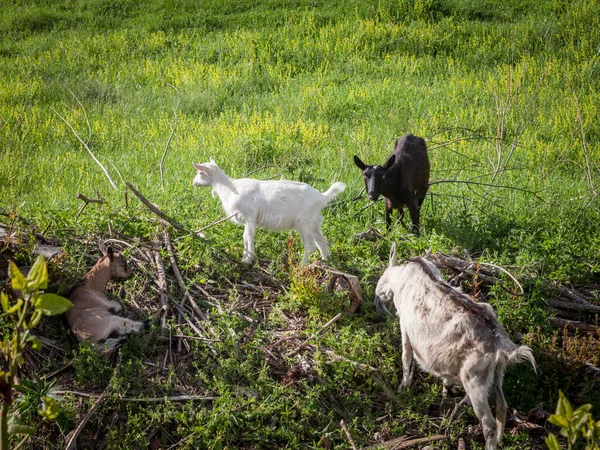 Famille Chèvres Troupeau Entendre Avec Des Chèvres Adultes Brunes Noires — Photo