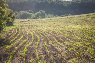 Sırbistan 'ın kırsal kesimlerinde ekili bir tarla, genç filizleri ve ekinleriyle birlikte seçici bir bulanıklık. Saban, tarımda bir toprağı gübrelemek için kullanılan tekniklerden biridir.