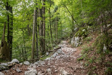 Slovenya 'nın Julian Alpleri' ndeki tipik bir dağlık ormandaki yaprak döken ağaçların ortasındaki kirli yol, gri yağmurlu bir günde, ormanın derinliklerinde, Avrupa 'da