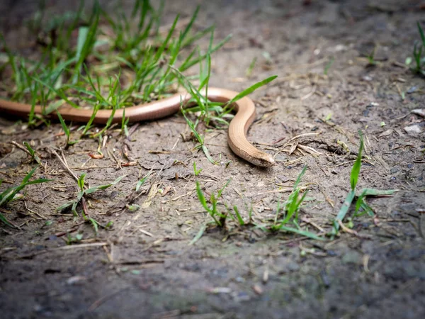 Selective Blur Macro Shot Anguis Fragilis Mor Commonly Called Slow — Stock Photo, Image