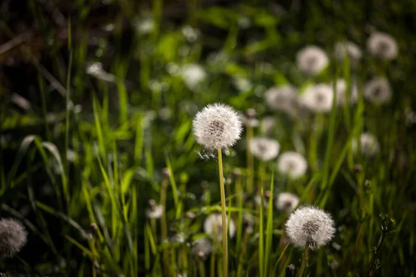 Selektywne Rozmycie Białych Puszystych Kwiatuszkach Mniszka Lekarskiego Suszone Nasionami Gotowymi — Zdjęcie stockowe