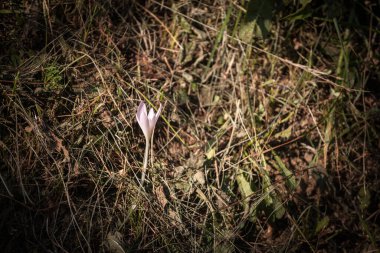 Yabani bir çiçekte seçici bulanıklık, mor menekşe rengi, yabani bir timsah, tek başına büyüyen ve çiçek açan bir aile, crocus heuffelianus, bir makro çekiminde, Slovenya ormanında sonbaharda.