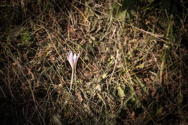 Yabani bir çiçekte seçici bulanıklık, mor menekşe rengi, yabani bir timsah, tek başına büyüyen ve çiçek açan bir aile, crocus heuffelianus, bir makro çekiminde, Slovenya ormanında sonbaharda.