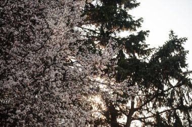 Bahar boyunca çiçek açan bir ağaçtaki seçici bulanıklık ve arka planda günbatımı olan gökyüzü. Meyve ağaçlarının tozlaşması sırasında ilkbaharda çiçek açar.