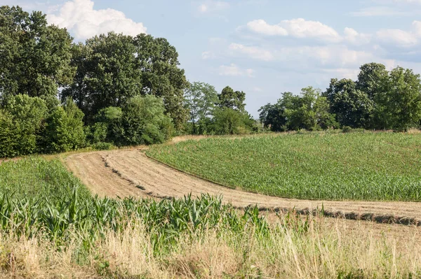 Getreidefelder Mit Ihren Typischen Reihen Aufgenommen Auf Einem Hügel Der — Stockfoto