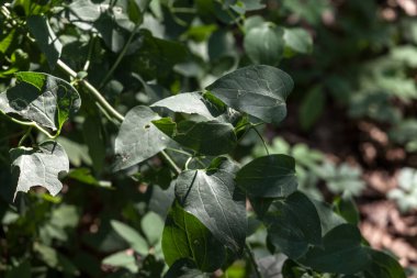 Avrupa ormanlarında yeşil bitkisel yapraklarla sarsaparille olarak da adlandırılan Smilax aspera yapraklarının yakın planda seçici bir bulanıklığı var. Smilax, Avrupa 'nın yaygın bir bitkisel bitkisidir..