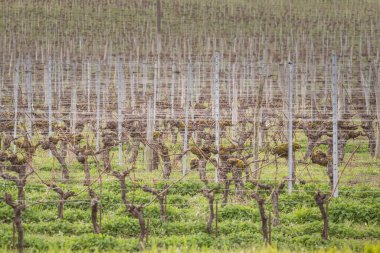 Üzüm bağındaki seçici bulanıklık soğuk kış öğleden sonra Montagne Saint Emilion 'da ana Fransız şarap üreticisi Bordeaux Vineyard' da yapraksız kırmızı şarap üreten sıra sıra üzümlerden yapılmıştır.
