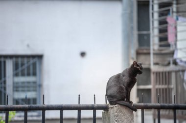 Başıboş kara kedi, duvarın tepesinde oturuyor, ufukta, Balkanlar 'da, özellikle kedilerin, başıboş olduğu bir yerde.