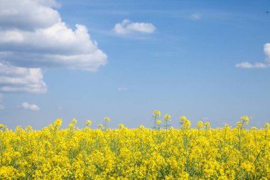 Mavi gökyüzündeki sarı alan, Ukrayna bayrağının mavi ve sarı renklerini oluşturuyor, kolza tarlasında, kanola sarı çiçekleri, Paskalya Avrupa 'sının tarımsal manzarasında