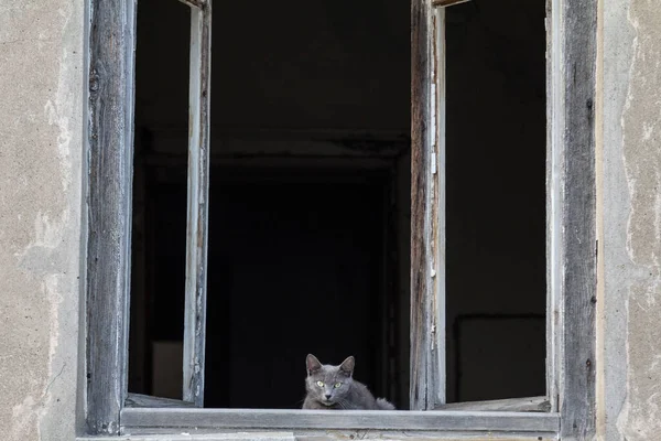 Young Curious Grey Blue Cat Sitting Window Abandoned House Looking — Stock Photo, Image