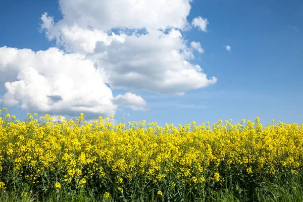 Yellow Field Blue Skies Forming Blue Yello Colors Ukrainian Flag — Stock Photo, Image