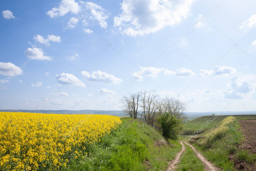 Panorama of Titelski breg, or titel hill, in Vojvodina, Serbia, with a dirtpath countryside road in front of a yellow rapeseed colza field, of canola yellow flowers, in an agricultural landscape with blue sky.