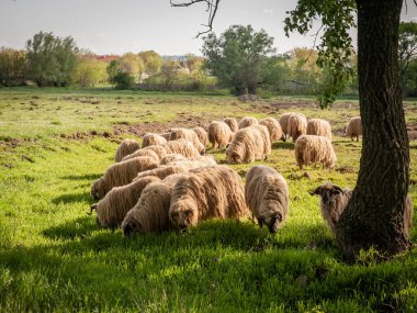 Titel 'deki bir Sırp çiftliğindeki otlağın çimlerinde duran ve yiyen kısa yünlü beyaz koyun sürüsü ve sürüsü üzerindeki seçici bulanıklık. Onlar ovis olarak da bilinen sıradan tarım hayvanları..