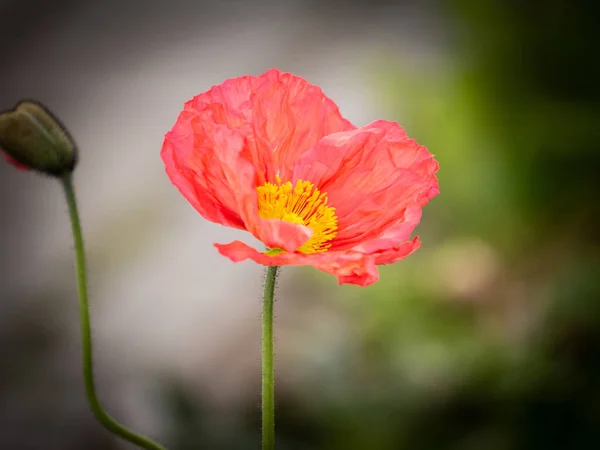 緑の芝生のフィールドに立っている赤い一般的なケシの写真 パパヴェロシアとも呼ばれ パパヴェロシア科の花です — ストック写真