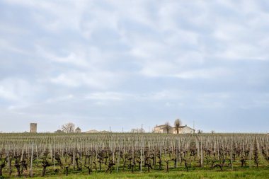 Seçici bulanıklık, üzüm bağlarında kışın öğleden sonra kırmızı şarap üreten ana Fransız şarap üreticilerinden biri olan Bordeaux üzüm bağında Montagne Saint Emilion 'da çekildi.