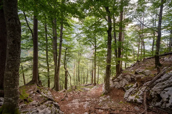 Dirtpath Middle Deciduous Trees Typical Alpine Forest Julian Alps Slovenia — 스톡 사진