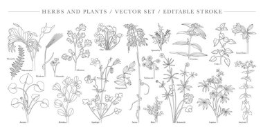 Doğa el çizimi seti. Koleksiyon botanik elementi. Elegante vintage tarzı.