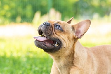 Adorable small active little smart dog French Bulldog playing with a ball. Crazy friend pet running for the red orange ball toy.