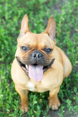 Adorable small active little smart dog French Bulldog playing with a ball. Crazy friend pet running for the red orange ball toy.