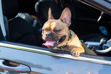 Adorable small active little smart dog French Bulldog in the modern car. Crazy friend pet on his place and ready for journey.